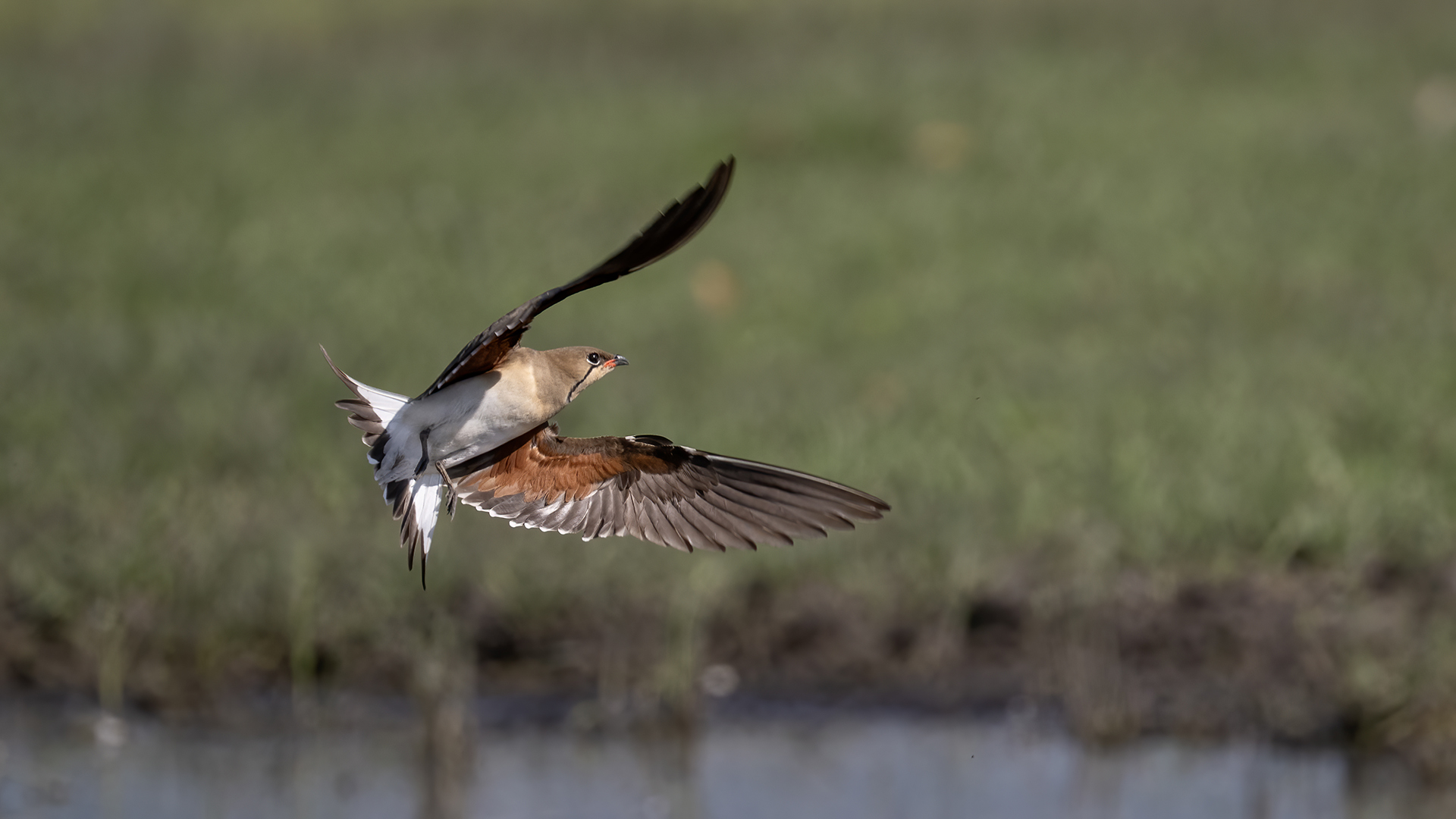 Collared Pratincole — Ana fotoğraf